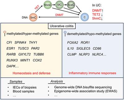 Epigenetic regulation and therapeutic strategies in ulcerative colitis